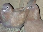Pigeon