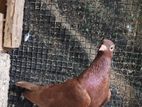 Chocolate Kirilli Pigeon