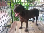 Chocolate Labrador Female Dog with Cage