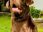 Chocolate Labrador For Crossing