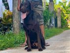 Chocolate Labrador for Crossing