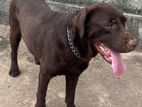 Chocolate Labrador for Crossing