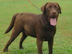 Chocolate Labrador for Crossing