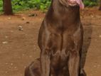 Chocolate Labrador For Crossing ( KASL Registerd )