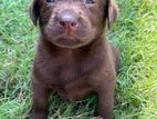 Chocolate Labrador