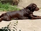 Chocolate Labrador Male Dog for Crossing