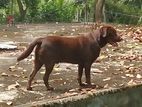 Chocolate Labrador Male for Crossing (Double Side)
