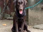 Chocolate Labrador Male For Crossing