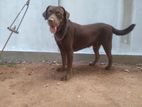 Chocolate Labrador Male for Crossing