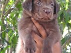 Chocolate Labrador Male Puppy