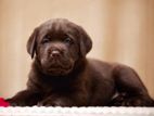 Chocolate Labrador Male Puppy