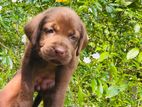 Chocolate Labrador Puppies