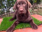 Chocolate Labrador Puppies