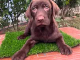 Chocolate Labrador Puppies