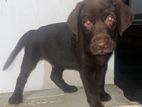 Chocolate Labrador Retriever Puppies