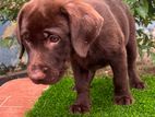 Chocolate Labrador Retriever Puppies