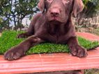 Chocolate Labrador Retriever Puppies