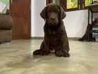 Chocolate Labrador Retriever Male Puppy