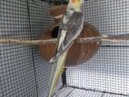 Cockatiel Bird
