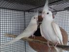 Cockatiel Birds