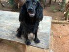chokkos spaneyan mal dog crossing