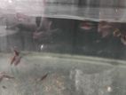 Chopper oscar fish