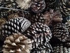 Christmas Pine Cones
