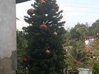 Christmas Tree with Decorations