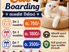 "Chunky" Cat Boarding