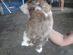 Shih Tzu Puppies