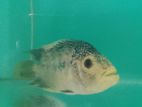 Flower Horn Fish