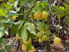 சீமை எலுமிச்சை பழம் (Lemon)