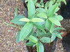 චීන පෙර (china pera) Plant