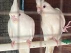 Cockatiel Birds