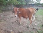 Farm Cow