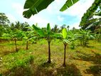 Cinnamom & Banana Cultivated Land for sale in ALUBOMULLA