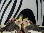 Cinnamon and Pied Chicks