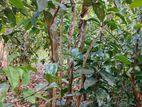 Cinnamon Lan For Sale Hakmana
