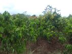 Cinnamon Land for Sale - Kahaduwa