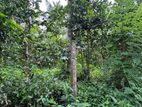 Batapola Land Sale