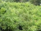 Cinnamon Land for Sale Galle