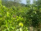 Cinnamon land for sale Hakmana (1005sm)