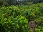 Cinnamon Land for Sale Hakmana