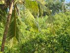 Cinnamon Land for Sale - Hakmana