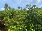 Cinnamon Land For Sale Hakmana