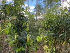 Cinnamon Land For Sale Hakmana