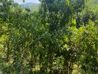 Cinnamon Land For Sale Hakmana