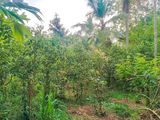 Cinnamon Land for Sale Hikkaduwa, Galle