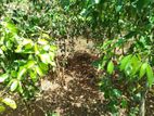 Cinnamon Land for Sale Horagoda Weligama