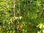 Cinnamon Land for Sale In Baddegama